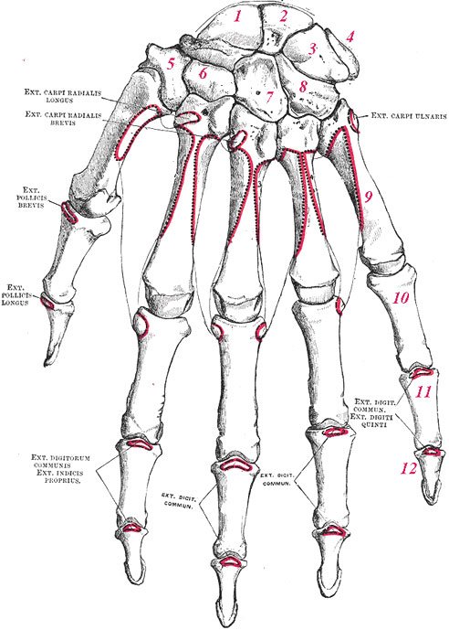 A kéz felülnézetből