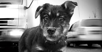 Mennyi állat van az autóban! 7