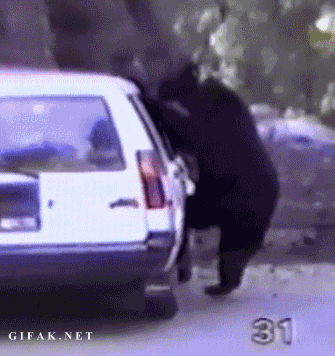 A medve nem játék! 1