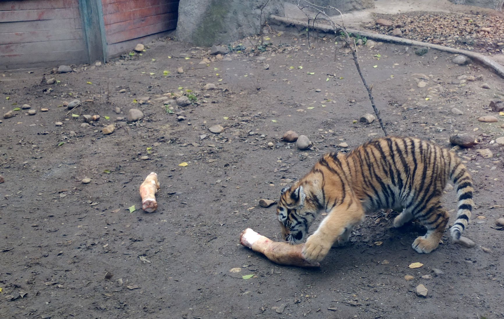 A Porsche világra szabadította tigrisét 7
