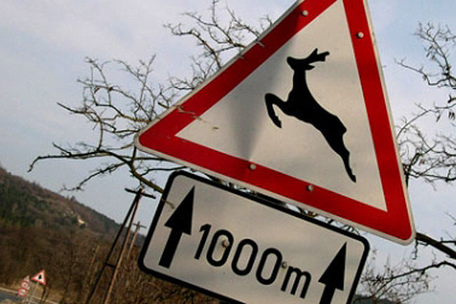 Vadgázolásból peres ügy? 3 Vadgázolásból peres ügy? 3