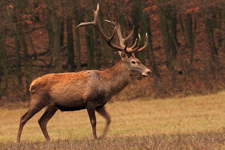 Részeg állatot gázolt el a busz 6