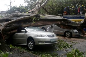 A nap képe – kilapította a fa az autót 1 A nap képe – kilapította a fa az autót 1