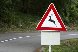 Jönnek az állatok az utakra 1 Jönnek az állatok az utakra 1