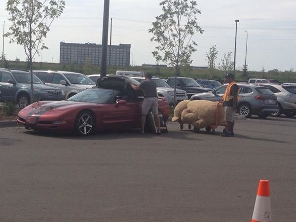 Ő a legmeglepőbb utas, akit kabrióban valaha láttunk 1 Ő a legmeglepőbb utas, akit kabrióban valaha láttunk 1