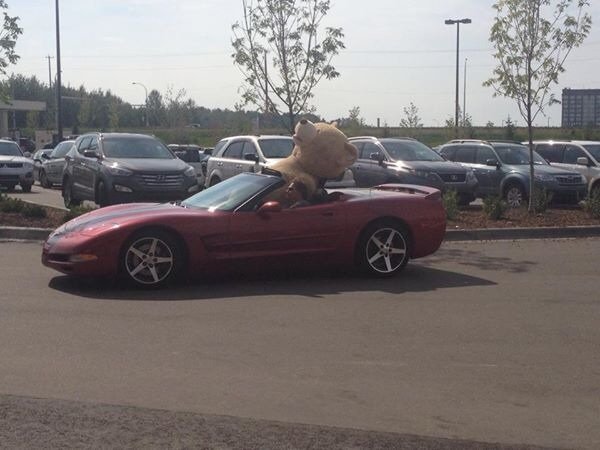 Ő a legmeglepőbb utas, akit kabrióban valaha láttunk 3 Ő a legmeglepőbb utas, akit kabrióban valaha láttunk 3