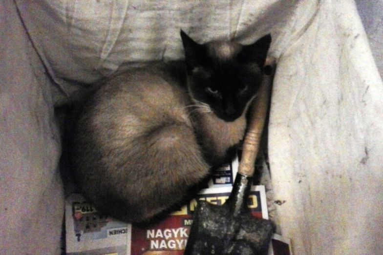 Egerészölyvet ütött el egy autó az M7-es autópályán 5