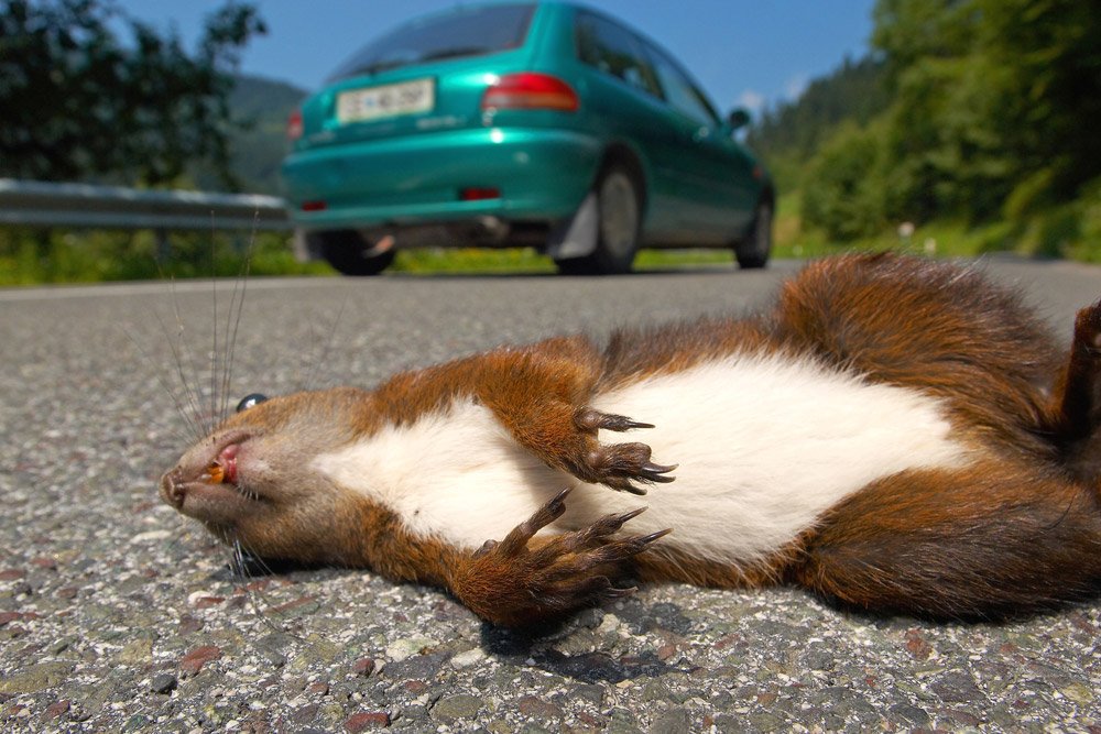 Vad- és kutyaveszély az autópályán 9 Vad- és kutyaveszély az autópályán 9